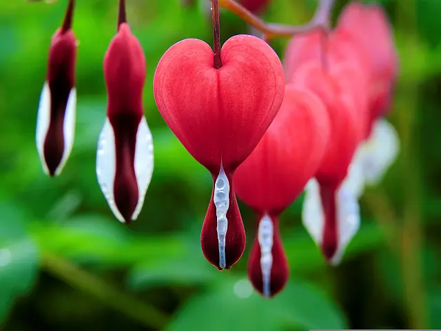 ‘Ons hart zit links en ons bloed is rood’